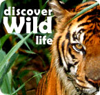 wild2